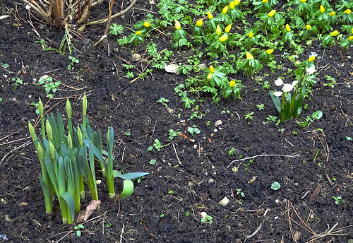 frühblüher ohne schnee