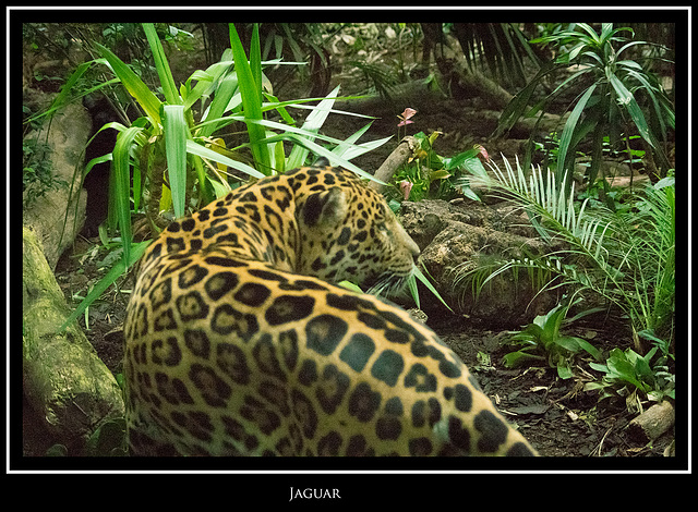 Jaguar