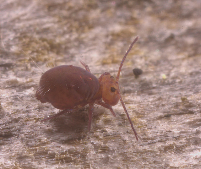 Springtail 1829