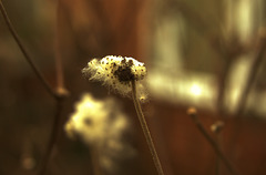 Seed Head 3