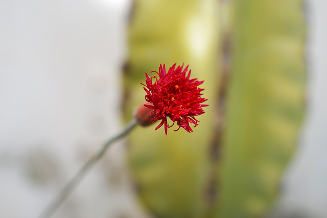 Senecio