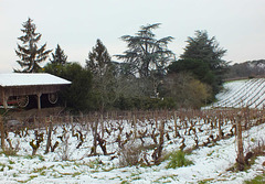 Dans les vignes de Monbazillac, quelques jours aprés les chutes de neige