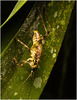 IMG 6790 Grasshopper