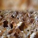 Brot