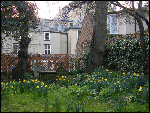 St Giles daffs