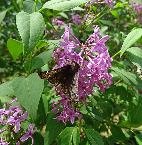 Common Sootwing (Pholisora catullus)