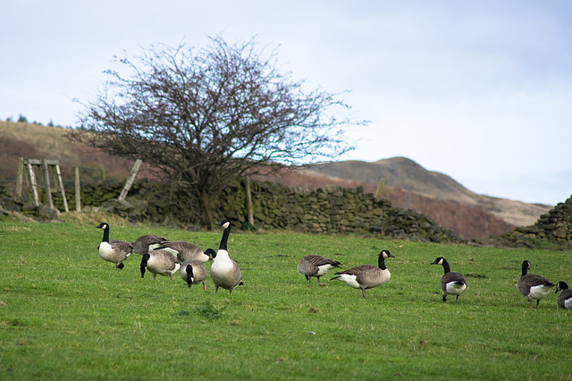 A Guard Goose