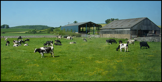 Westmorland Friesians