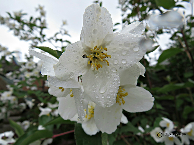 Philadelphus Mock orange