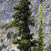 Subalpine Fir