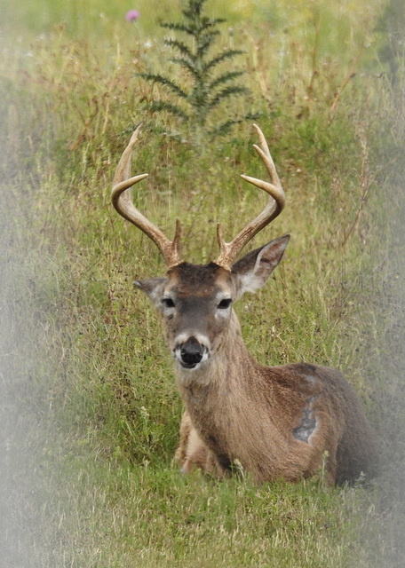 Day 5, White-tailed buck, King Ranch, Norias DIvision