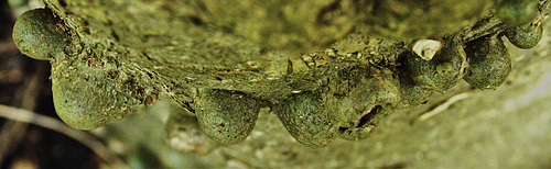 DSC05323 (3) 1 1