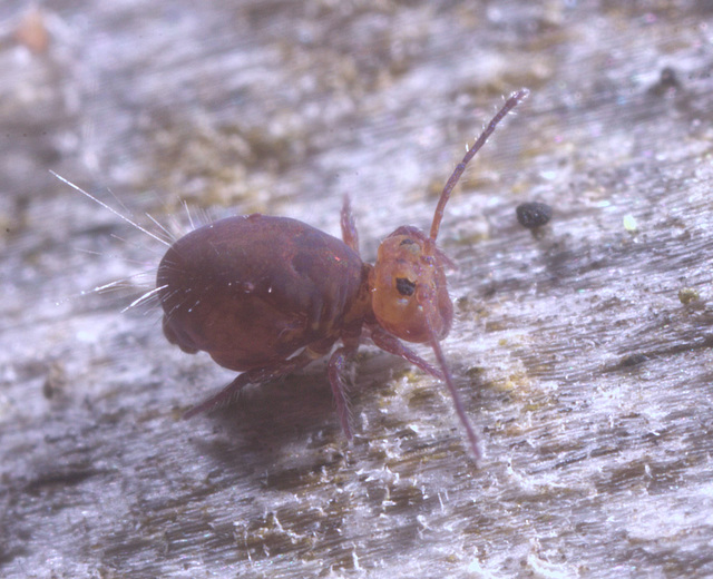 Springtail IMG1831