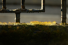 Moss And Rusty Railings