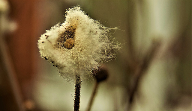 Seed Head 2