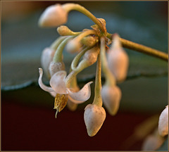 Coralberry flower