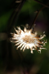 DSCF2740