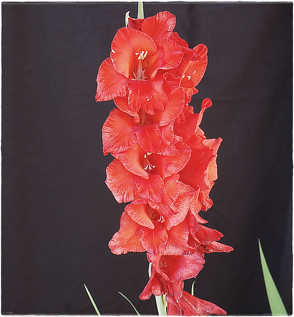 Gladiolus / Sword Lilies