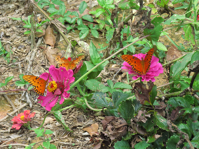 Gulf fritillaries on zinnias