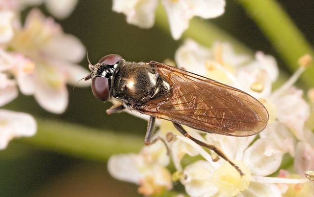 IMG 1358 Hoverflyv2