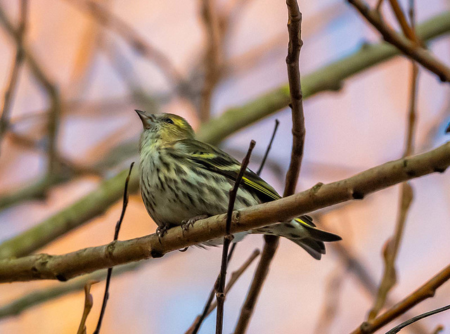 Siskin