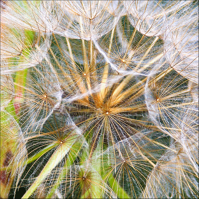 The Dandelion