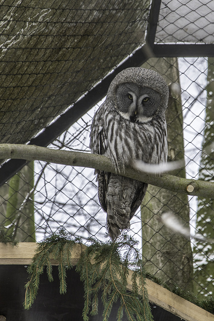 Bartkauz (Strix nebulosa)