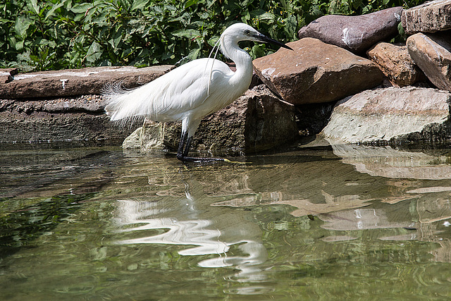 20140801 4559VRAw [D~E] Seidenreiher (Egretta garzetta), Gruga-Park, Essen