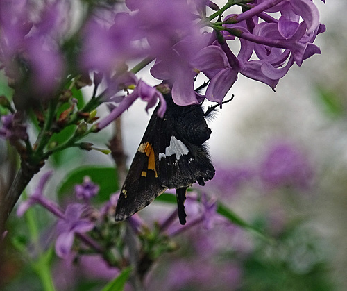 Silver-Spotted Skipper (Epargyreus clarus)