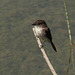 Eastern Phoebe / Sayornis phoebe