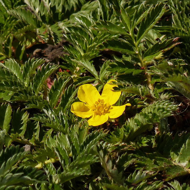 Early Cinquefoil