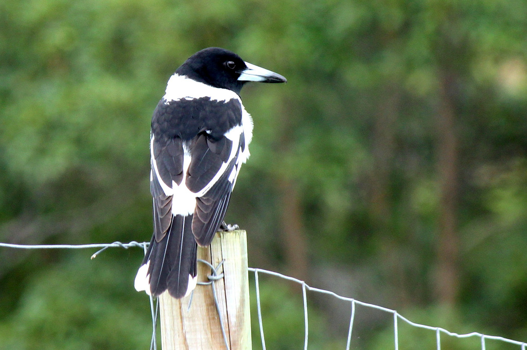 Pied Butcherbird