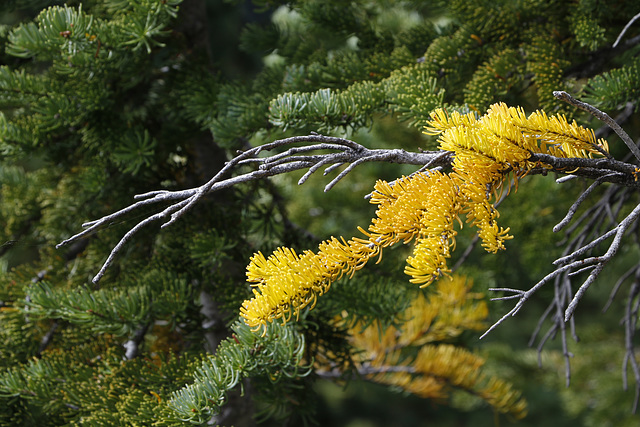 Subalpine Fir