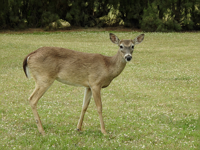 Day 5, White-tailed Deer, King Ranch, Norias Division