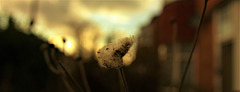 Seed Head 1