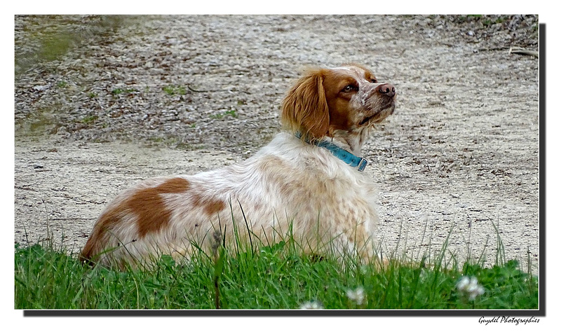 Un amour de chienne ...