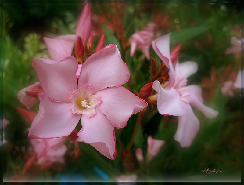 Laurier rose ............Bonne semaine mes ami(e)s !