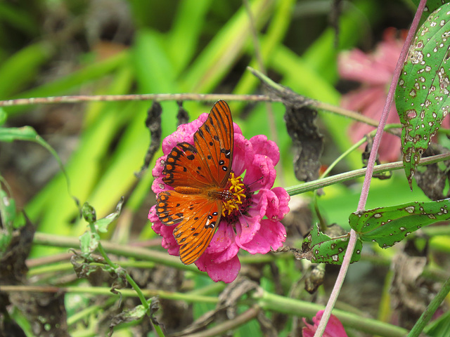 Gulf fritillary on zinnia