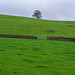 Lone tree on the hill