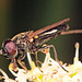 IMG 1365 Hoverflyv2