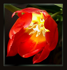 Tulip with interior lighting...  ©UdoSm