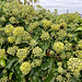 Flowering Ivy covered in insects