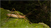 IMG 6796 Grasshopper