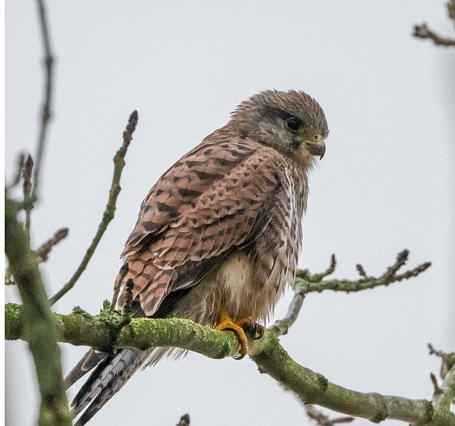 Kestrel