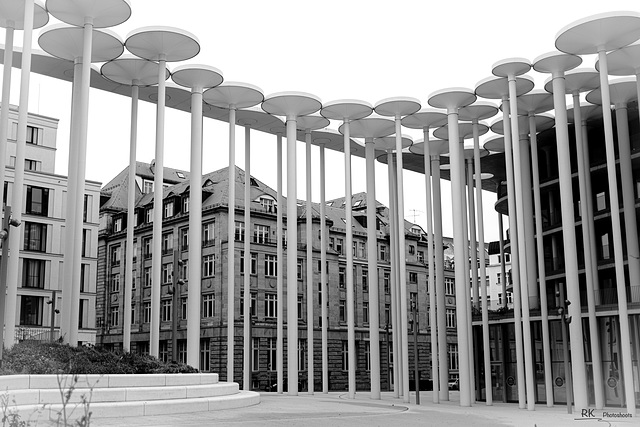 Leipziger Steinpalmen