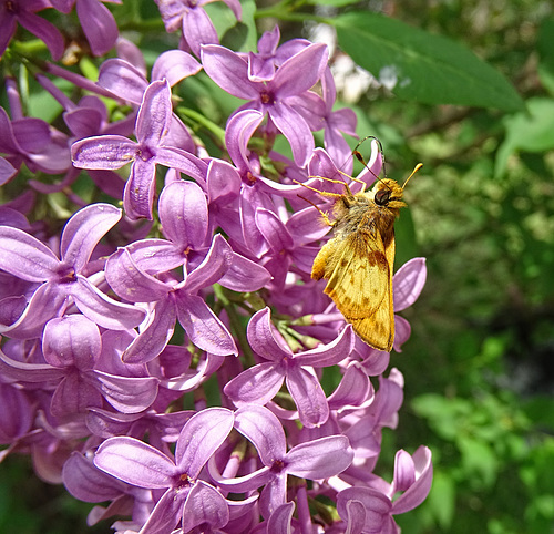 Fiery Skipper (Hylephila phyleus) (m)