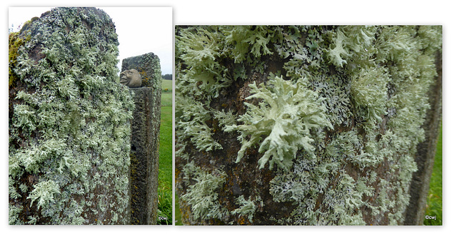 You don't need scientists to tell us that the air we breathe up here is clean and pure - these algae growing in abundance, are the tell-tale sign.