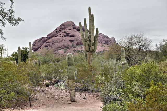 Limestone Buttes – Desert Botanical Garden, Papago Park, Phoenix, Arizona