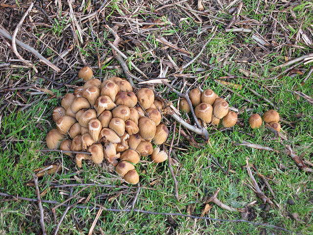 Fungi on the towpath