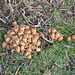 Fungi on the towpath